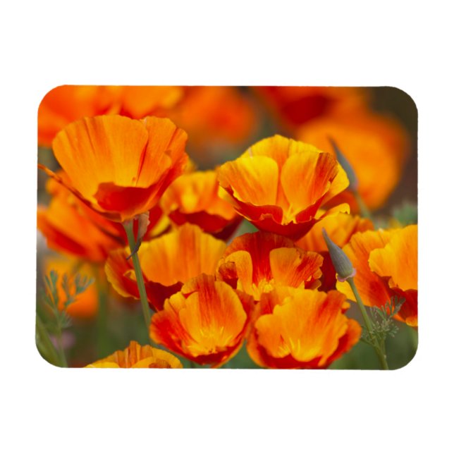 Ímã América do Norte, EUA, Washington, Seattle (Horizontal)