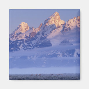 Imã América do Norte, EUA, Wyoming, Grand Teton NP, 2
