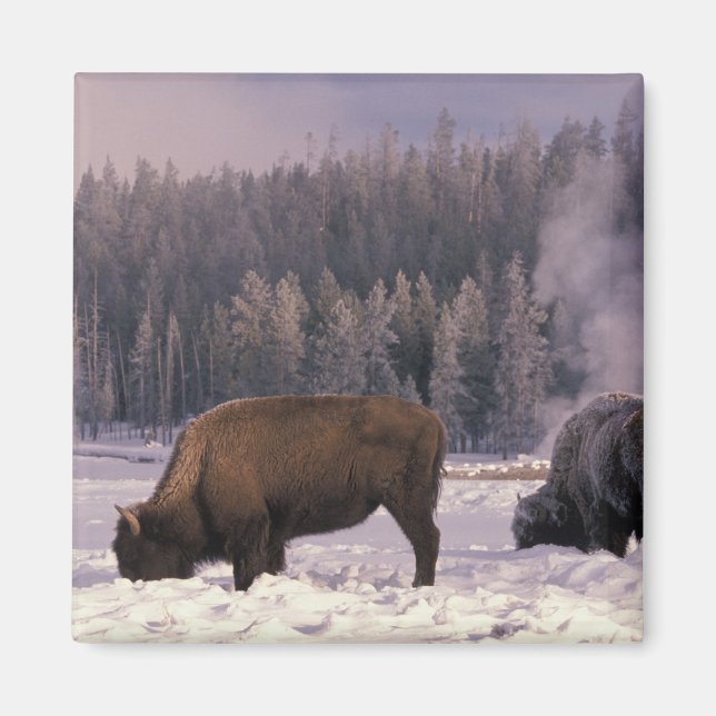 Imã América do Norte, EUA, Wyoming, Yellowstone NP, (Frente)