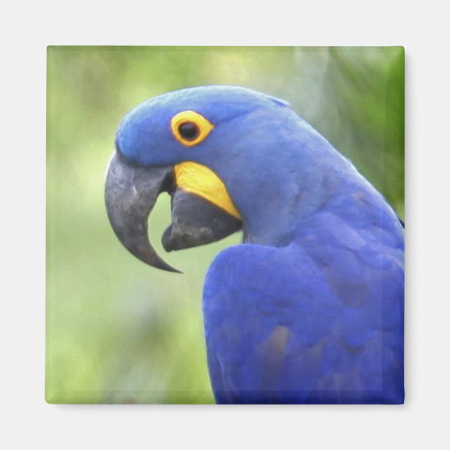 Imã América do Sul, Brasil, Pantanal (Frente)