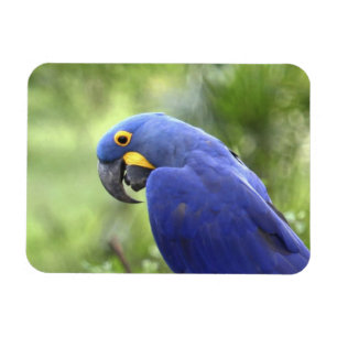 Ímã América do Sul, Brasil, Pantanal