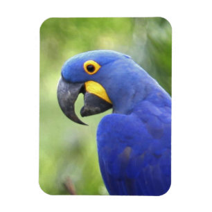 Ímã América do Sul, Brasil, Pantanal