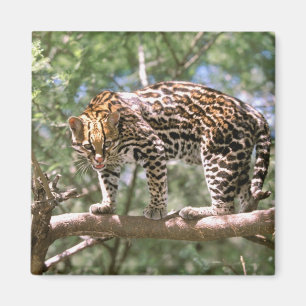 Imã América do Sul, Equador, Amazônia. Ocelote