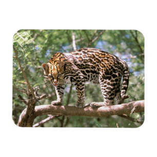 Ímã América do Sul, Equador, Amazônia. Ocelote