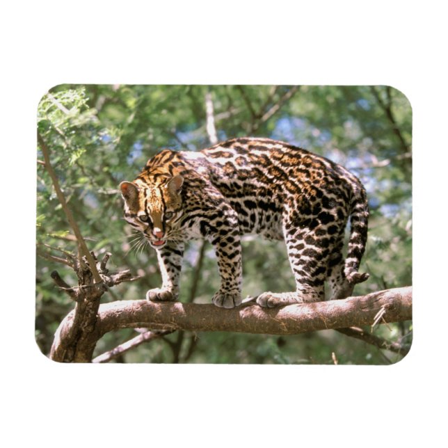 Ímã América do Sul, Equador, Amazônia. Ocelote (Horizontal)