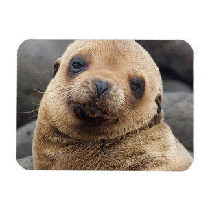 Ímã América do Sul, Equador, Ilhas Galápagos