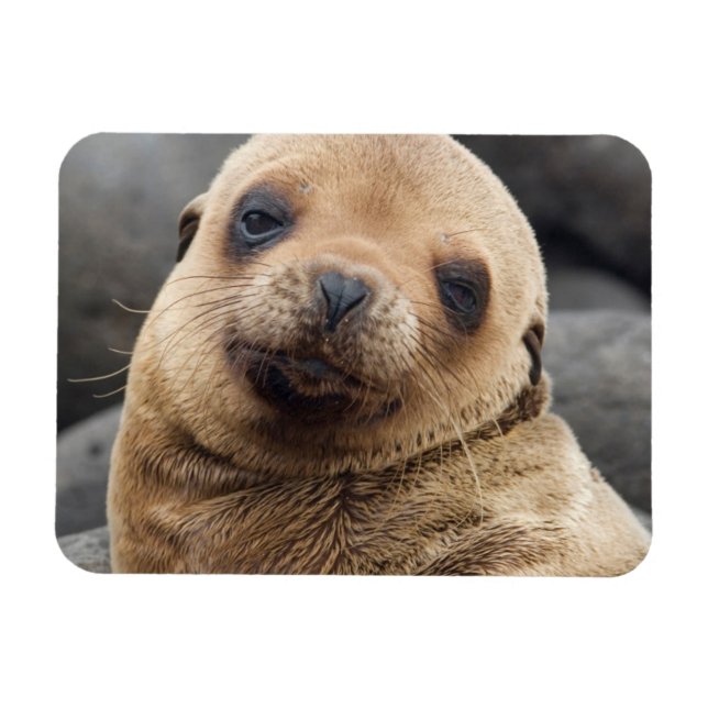 Ímã América do Sul, Equador, Ilhas Galápagos (Horizontal)