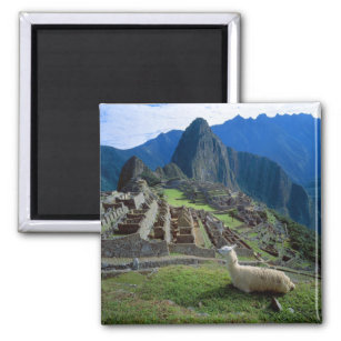 Imã América do Sul, Peru. Uma lhama descansa em uma co