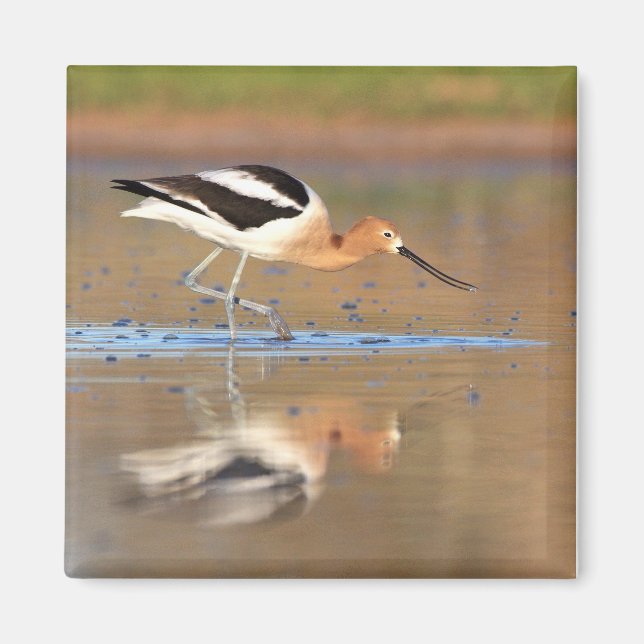 Imã American Avocet nas lagoas (Frente)