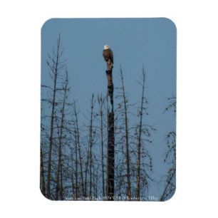 Ímã American Bald Eagle 8974