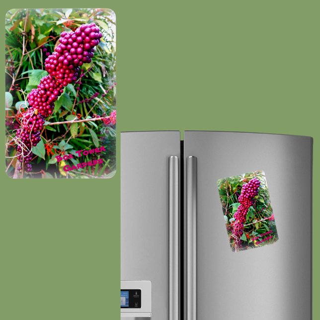 Ímã American Beautyberry no Bok Tower Gardens na Flóri (Criador carregado)