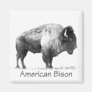 Imã American Bison