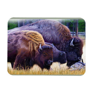 Ímã American Bison Family