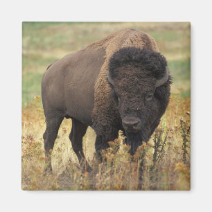 Imã American Bison Magnet