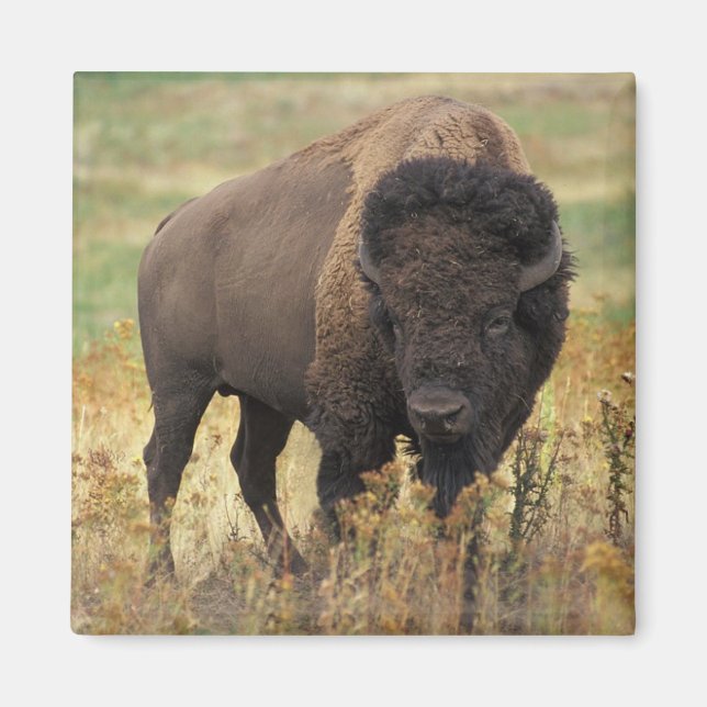 Imã American Bison Magnet (Frente)