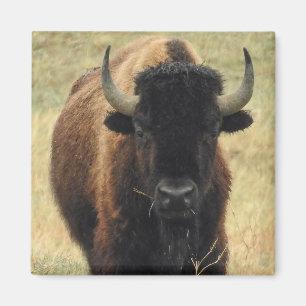 Imã American Bison Magnet
