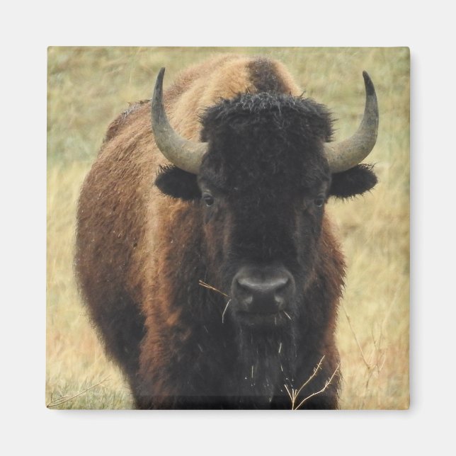 Imã American Bison Magnet (Frente)