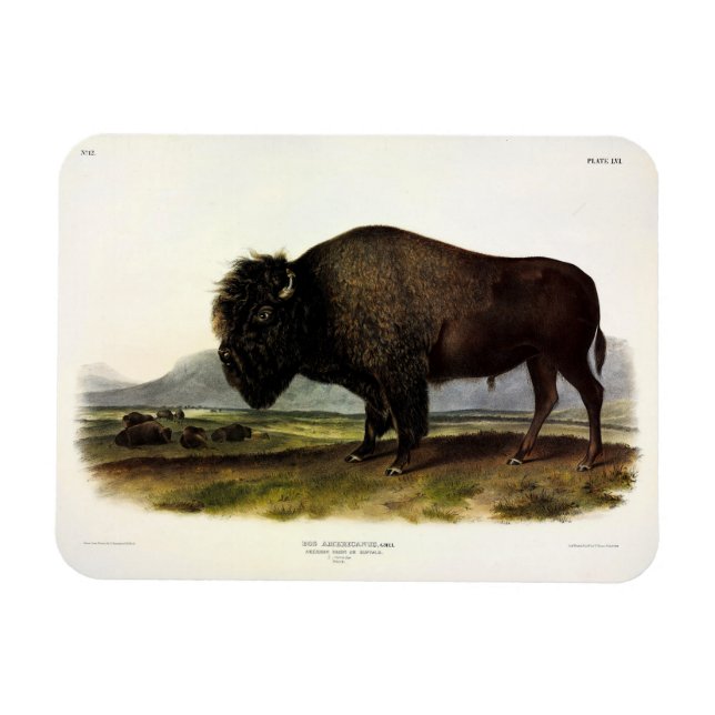 Ímã American Bison, ou Buffalo (Bison bison) - Audubon (Horizontal)