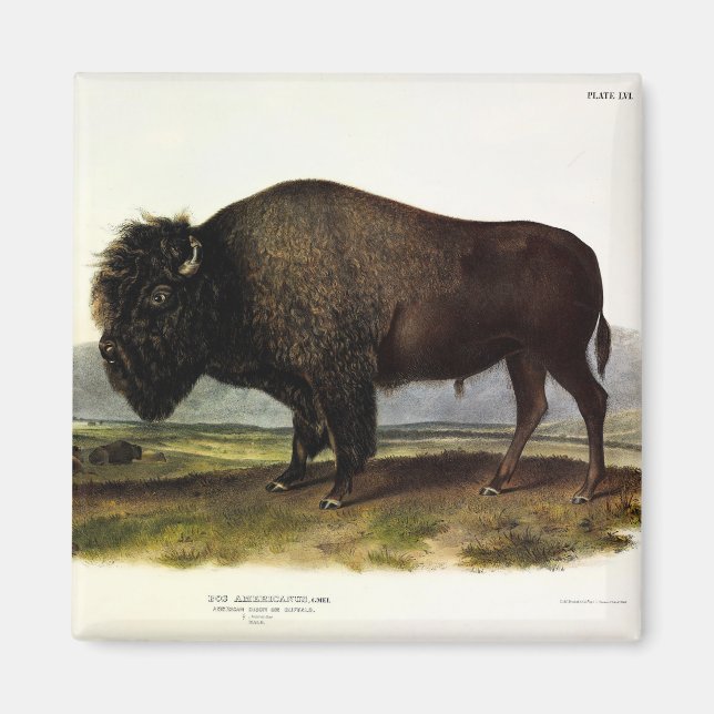 Imã American Bison, ou Buffalo (Bison bison) - Audubon (Frente)