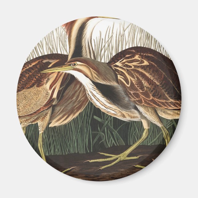 Imã American Bittern por John James Audubon (Frente)