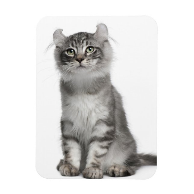 Ímã American Curl Kitten (3 meses de idade) (Vertical)