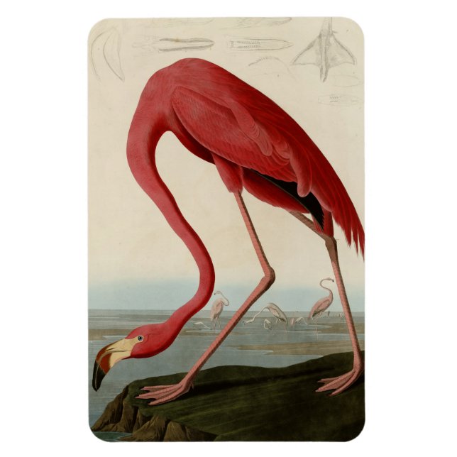 Ímã American Flamingo (Vertical)