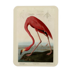Ímã American Flamingo, das Aves da América de Audubon