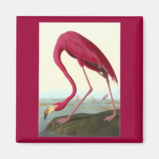 Imã American Flamingo, John James Audubon (Frente)