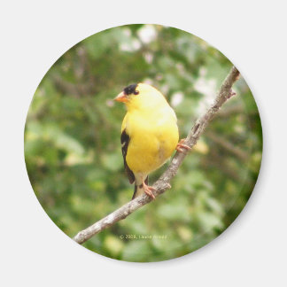 Imã American Goldfinch