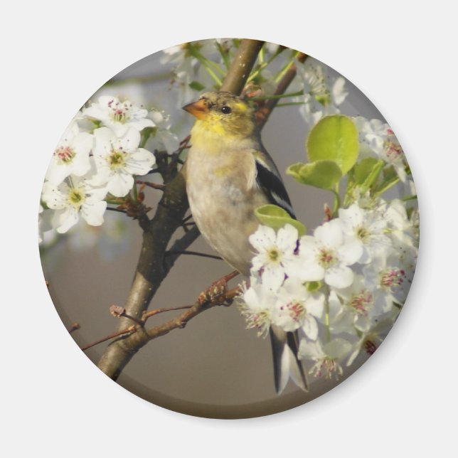 Imã American Goldfinch (Frente)