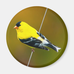 Imã American Goldfinch - Fotografia original