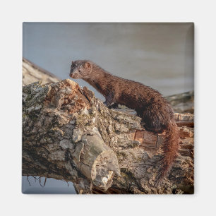 Imã American Mink