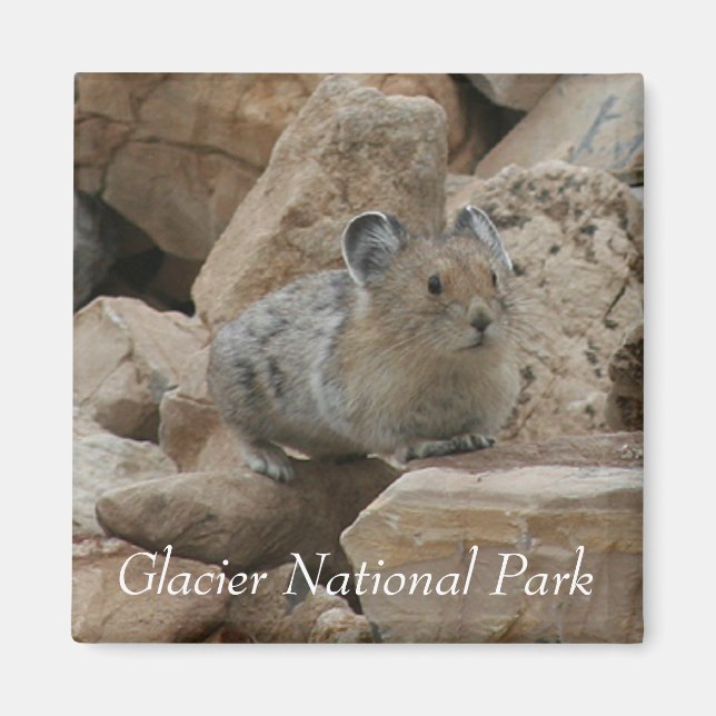 Imã American Pika, Parque Nacional Glacier (Frente)