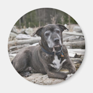 Imã American Staffordshire Terrier - Magnet