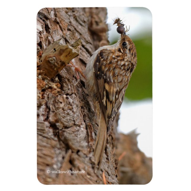 Ímã American Treecreeper com Inseto (Vertical)