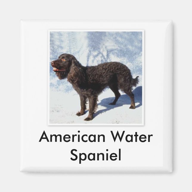 Imã American Water Spaniel Magnet (Frente)