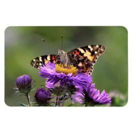 Ímã Americana Lady Butterfly Astras Perenes 4x6
