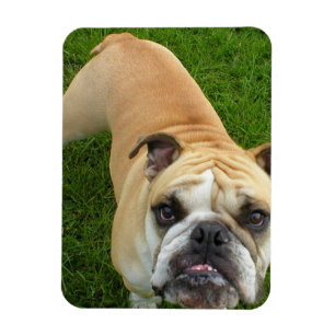 Ímã americano do prêmio do buldogue