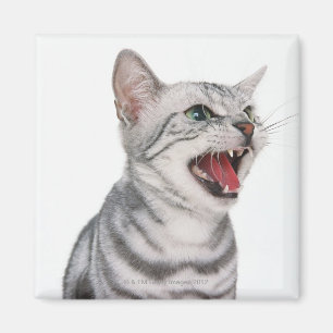 Imã Americano Shorthair 6