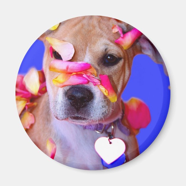 Imã Americano Staffordshire Terrier Boxer Mix Puppy Do (Frente)