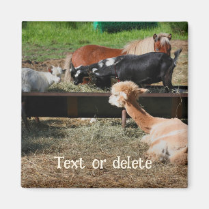 Imã Amigos Animais da Fazenda Personalizados