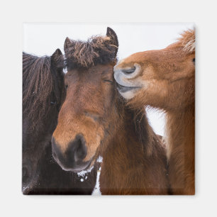 Imã Amigos do Cavalo Islandês, Islândia