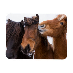 Ímã Amigos do cavalo islandês, Islândia
