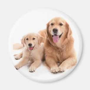 Imã Amigos do golden retriever