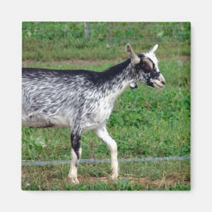 Imã Amish Goat