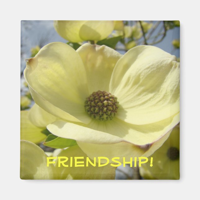 Imã Amizade! presentes ímã Flores de Dogwood Amarelo (Frente)