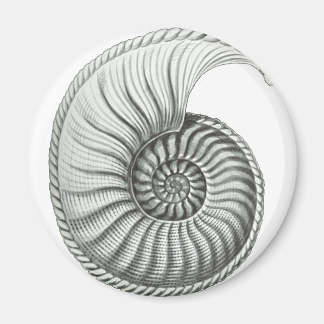Imã Ammonite (Frente)