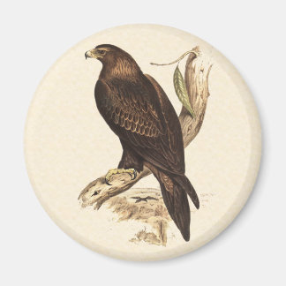 Imã Amo Australiano De Águia. Grande Pássaro de Presas