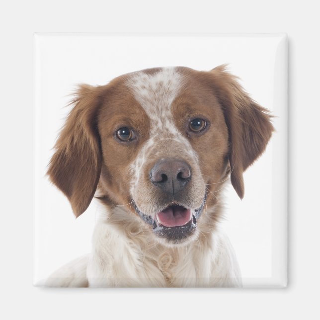 Imã Amo cachorro Brittany Spaniel  (Frente)