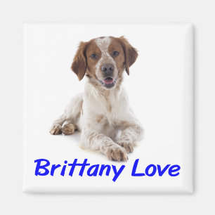 Imã Amo cachorro Brittany Spaniel 